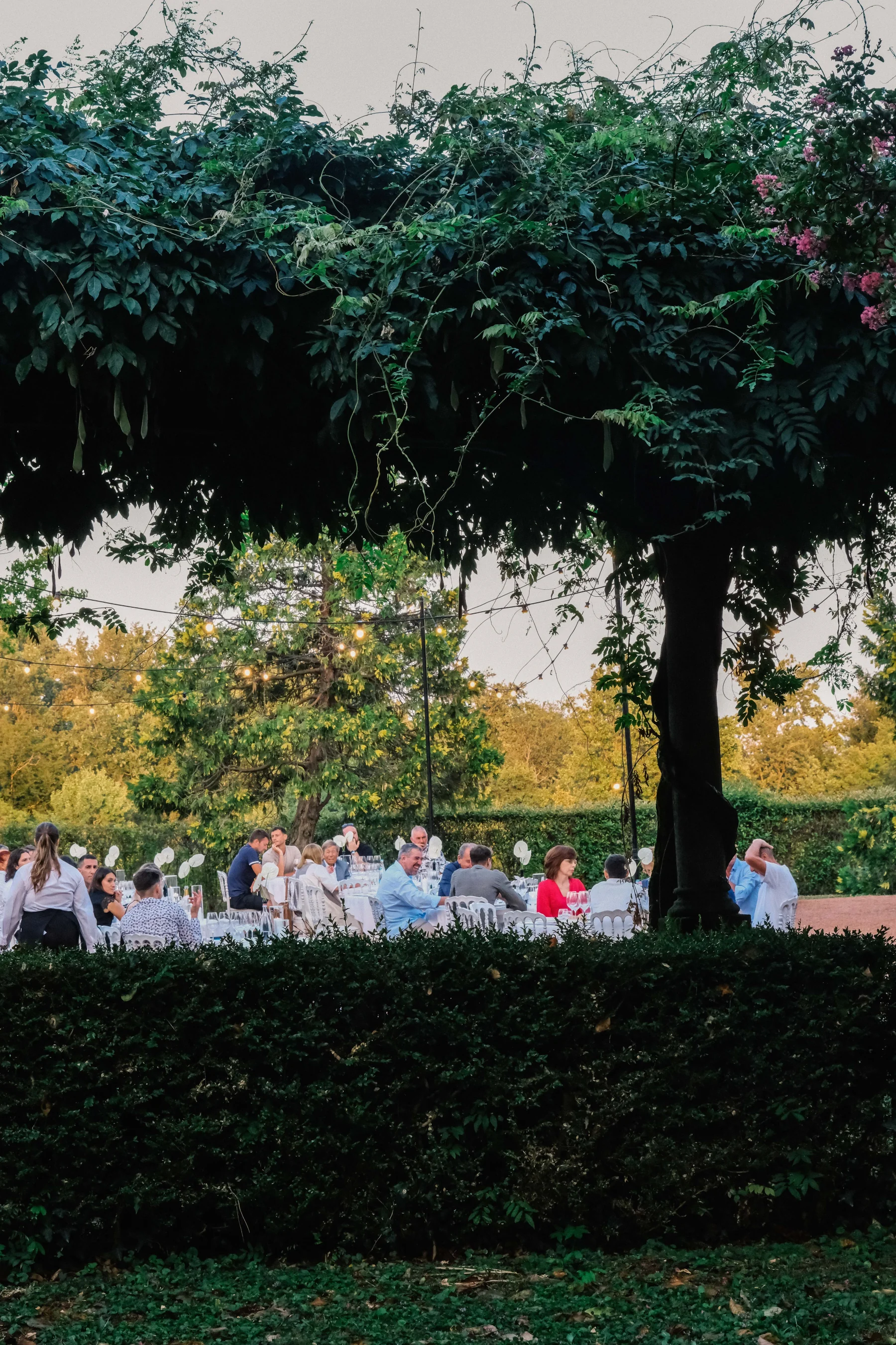 Cena sotto gli alberi illuminati
